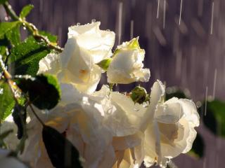 обои Розы под весенним дождём фото