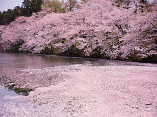 обои Цветущая весенняя сакура над прудом фото