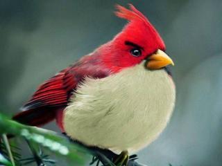 обои Птичка с красной спинкой фото
