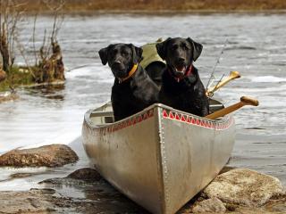 обои Лодка у берега с двумя черными собаками фото