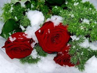 обои Три розы в снегу фото