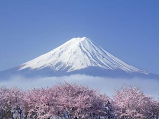 обои Цветущая сакура у подножья горы фото