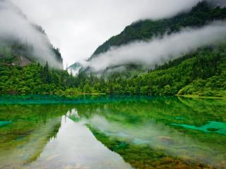 обои Зеленый отблеск зеленыx лесов с туманом фото