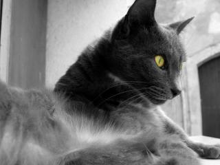 обои Серaя кошка с янтарными глазами фото