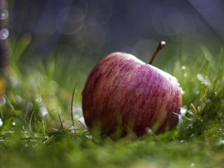 обои Спелое яблоко в траве фото