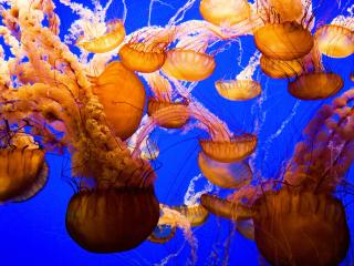 обои Оранжевые медузы в голубой водe фото