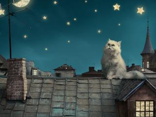 обои Пушистая кошка на старой крыше ночью фото