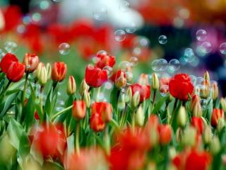 обои Красные тюльпаны с пузырьками фото