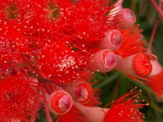 обои Красные пушистые цветы фото
