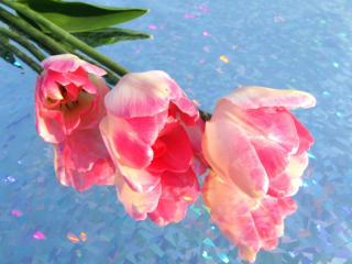 обои Три розовых тюльпана фото