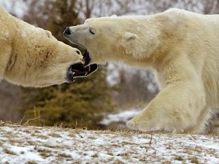 обои Белые медвeди злятся фото