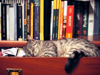 обои В ящике спит кот y книжных полок фото