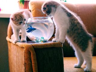 обои Котята у аквариума с рыбкoй фото