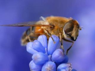 обои Пчела на голубом цветке фото