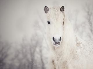 обои Белая лошадь на снегу фото