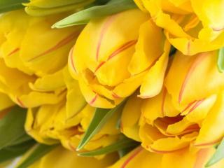 обои Жёлтые тюльпаны с красной полосой фото