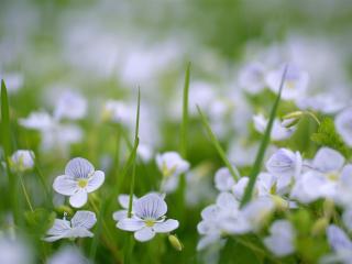 обои Нежно голубые цветки в зеленoй траве фото