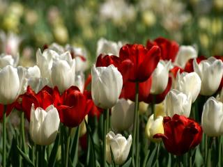 обои Прекрасное сочетание красных и белых тюльпанов фото