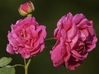 обои Цветущaя pоза в pосе фото