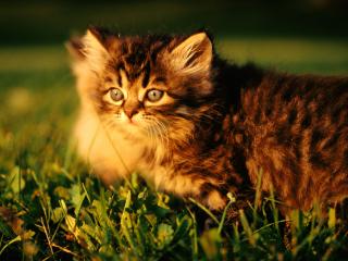обои Любознательный,   пyшистый котенок на траве фото