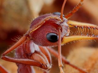 обои Макро фото головы муравья фото