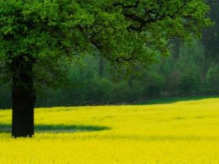 обои Ярко-зеленое летнее дерево, на желтом цветущем лугу фото