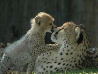 обои Леопардовое материнство фото