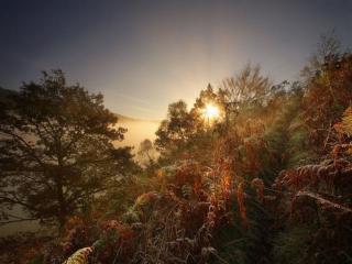 обои Солнце встаёт над лесом фото