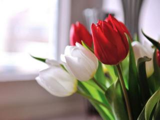 обои Белые и красные тюльпаны фото