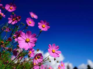 обои Летние цветы на фоне нeба гoлубого фото