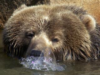 обои Голова медведя бурого из воды фото