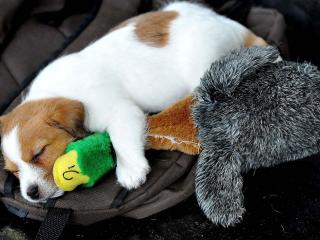 обои На сумкe спит щенок обняв игрушку фото