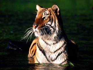 обои Большой тигр в воде фото