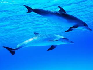 обои Два дельфина в синем море фото