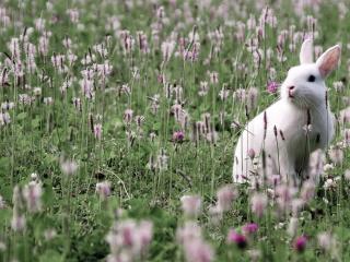 обои Белый заяц на цветочной поляне фото