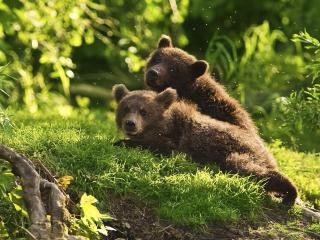 обои Парочка любопытных медвежат фото