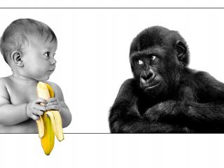 обои Парочка любителей бананов фото