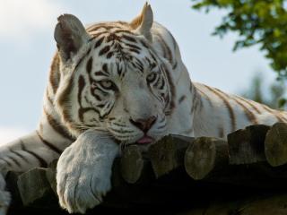 обои Белый тигр скучает фото