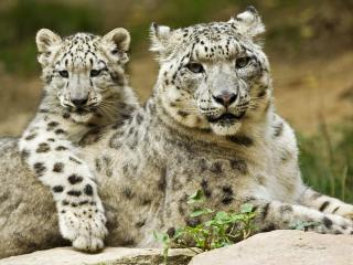 обои Гепарды мама с детенышем фото