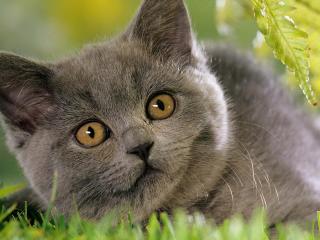 обои Серый кот на траве фото