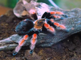 обои Мексиканский красноколенный паук-птицеед фото