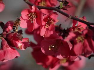обои Пчёлка и Японская декоративная айва фото