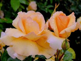 обои Чайные розы в каплях фото