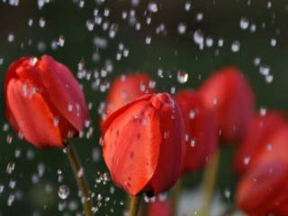 обои Тюльпановый дождь фото