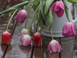 обои Тюльпаны и дождь фото