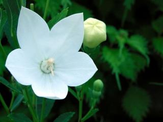 обои Белый цветок с бутоном фото