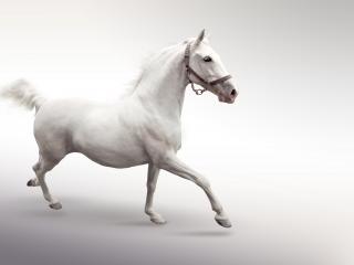 обои Белая лошадь с намордником фото
