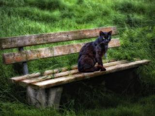 обои Черная кошка на лавочке в высокой травe фото