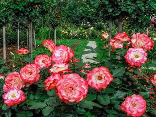 обои Лето в саду роз фото