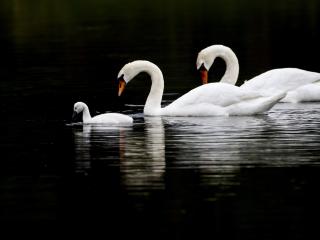 обои Лебединная семья на озере фото